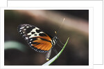 Hecales Longwing Butterfly Laying Egg by Anonymous