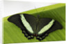 Green Banded Peacock Butterfly by Anonymous