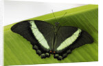 Green Banded Peacock Butterfly by Anonymous