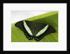 Green Banded Peacock Butterfly by Anonymous