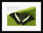 Green Banded Peacock Butterfly by Anonymous