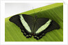 Green Banded Peacock Butterfly by Anonymous