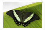 Green Banded Peacock Butterfly by Anonymous
