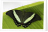 Green Banded Peacock Butterfly by Anonymous