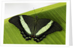 Green Banded Peacock Butterfly by Anonymous