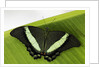 Green Banded Peacock Butterfly by Anonymous