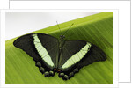 Green Banded Peacock Butterfly by Anonymous