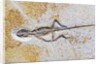 Lizard Fossil from Solnhofen Limestone Formation by Anonymous