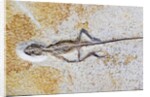 Lizard Fossil from Solnhofen Limestone Formation by Anonymous