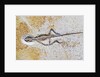 Lizard Fossil from Solnhofen Limestone Formation by Anonymous
