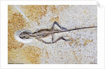 Lizard Fossil from Solnhofen Limestone Formation by Anonymous