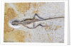Lizard Fossil from Solnhofen Limestone Formation by Anonymous