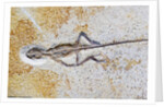 Lizard Fossil from Solnhofen Limestone Formation by Anonymous