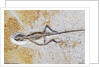 Lizard Fossil from Solnhofen Limestone Formation by Anonymous