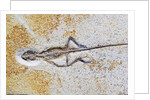 Lizard Fossil from Solnhofen Limestone Formation by Anonymous