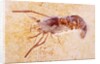 Crustacean Fossil from Solnhofen Limestone Formation by Anonymous