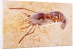 Crustacean Fossil from Solnhofen Limestone Formation by Anonymous