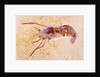 Crustacean Fossil from Solnhofen Limestone Formation by Anonymous
