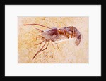 Crustacean Fossil from Solnhofen Limestone Formation by Anonymous