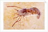 Crustacean Fossil from Solnhofen Limestone Formation by Anonymous