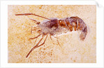Crustacean Fossil from Solnhofen Limestone Formation by Anonymous