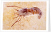 Crustacean Fossil from Solnhofen Limestone Formation by Anonymous