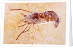 Crustacean Fossil from Solnhofen Limestone Formation by Anonymous