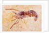 Crustacean Fossil from Solnhofen Limestone Formation by Anonymous
