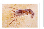 Crustacean Fossil from Solnhofen Limestone Formation by Anonymous