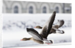Greylag Geese in Flight by Anonymous