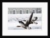 Greylag Geese in Flight by Anonymous