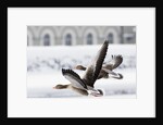 Greylag Geese in Flight by Anonymous