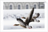 Greylag Geese in Flight by Anonymous