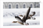 Greylag Geese in Flight by Anonymous