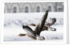 Greylag Geese in Flight by Anonymous