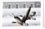 Greylag Geese in Flight by Anonymous