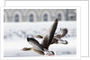 Greylag Geese in Flight by Anonymous
