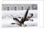 Greylag Geese in Flight by Anonymous