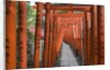 Red Arches Along Path to Nezu Shrine by Anonymous