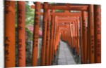 Red Arches Along Path to Nezu Shrine by Anonymous