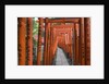Red Arches Along Path to Nezu Shrine by Anonymous