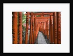 Red Arches Along Path to Nezu Shrine by Anonymous