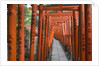 Red Arches Along Path to Nezu Shrine by Anonymous