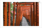 Red Arches Along Path to Nezu Shrine by Anonymous