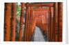 Red Arches Along Path to Nezu Shrine by Anonymous