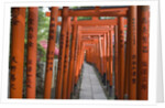 Red Arches Along Path to Nezu Shrine by Anonymous