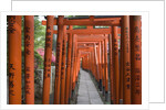 Red Arches Along Path to Nezu Shrine by Anonymous