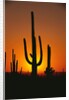 Sun Setting Behind Cacti by Anonymous
