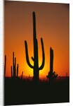 Sun Setting Behind Cacti by Anonymous