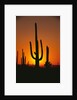 Sun Setting Behind Cacti by Anonymous